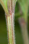 Hairy skullcap